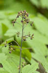 Blue cohosh